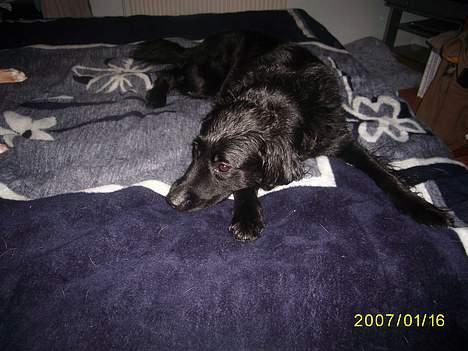 Blanding af racer Lucas - "dejligt at ligge i mor og fars seng når man lige har været ude og gå i regnvejret og er pjask våd" billede 12