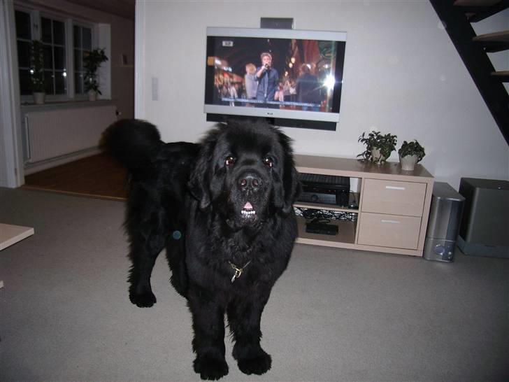 Newfoundlænder Buffas - Halløj! billede 6