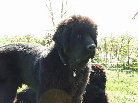 Newfoundlænder Buffas billede 7