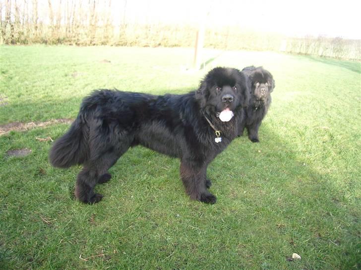 Newfoundlænder Buffas billede 8