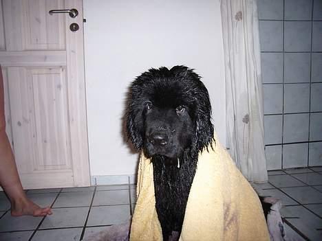 Newfoundlænder Buffas - Jeg har lige været i bad...... billede 9