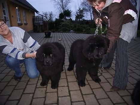 Newfoundlænder Buffas - Her er det mig og min søster som opdrætteren har, det er mig som er til højre. billede 10