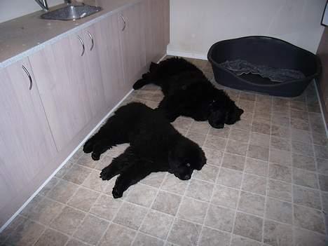 Newfoundlænder Buffas - Storebror og jeg tager lige en slapper... billede 11