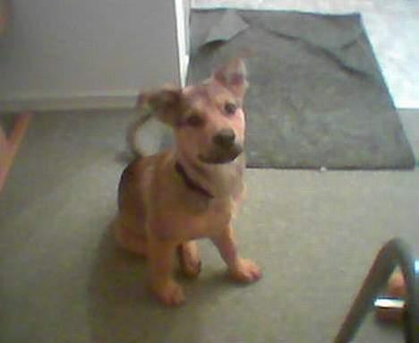 Blanding af racer balto   R.I.P my beloved  - såå bitte jeg er billede 1