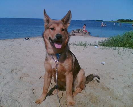 Blanding af racer balto   R.I.P my beloved  - åh skønt på stranden billede 2