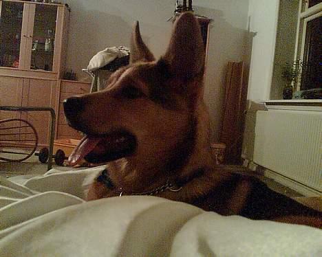 Blanding af racer balto   R.I.P my beloved  - åhh se lige den labre tæve der  billede 3