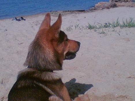 Blanding af racer balto   R.I.P my beloved  - hov unger render i uden mig?? billede 4