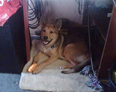 Blanding af racer balto   R.I.P my beloved  - sjovt at være med på arbejde billede 5