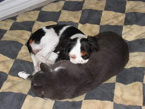 Cavalier king charles spaniel Holly - Hvor ER du bare blød billede 9