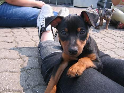 Dvaergpinscher Armani - Jeg ved allerede hvem min nye mor er, og jeg passer godt på hende. billede 2