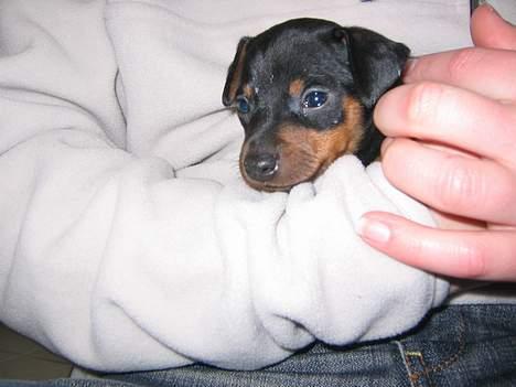 Dvaergpinscher Armani - Her er jeg kun 4 uger gammel, første gang min nye mor ser mig. billede 3