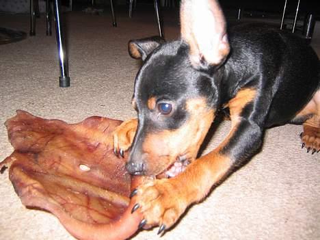 Dvaergpinscher Armani - Jeg ELSKER giseører, haler og alt andet der er hårdt, så jeg rigtig skal arbejde for det. billede 4