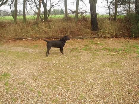 Labrador retriever Gertrud ;) billede 4