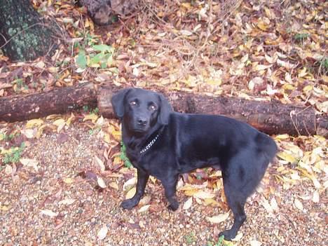 Labrador retriever Gertrud ;) billede 5