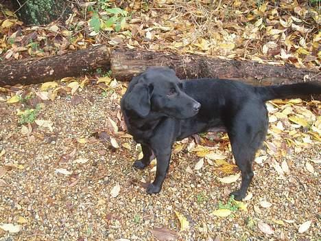 Labrador retriever Gertrud ;) billede 6