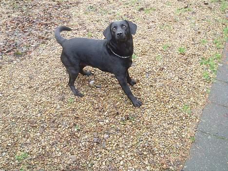 Labrador retriever Gertrud ;) billede 7