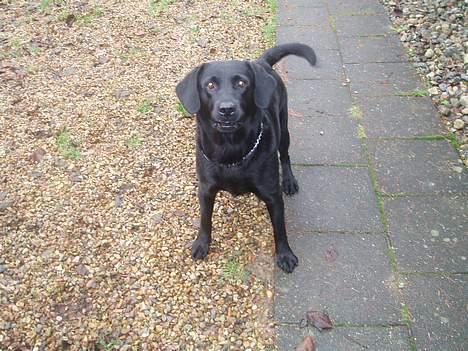 Labrador retriever Gertrud ;) billede 8