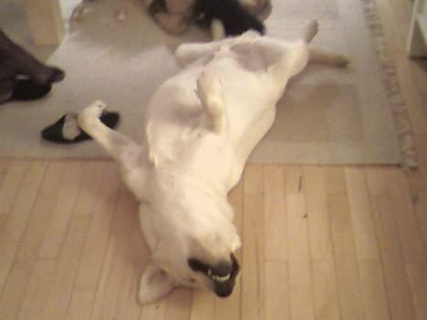 Labrador retriever Zanga - Nus mig lige lidt på maven Tak ! billede 3