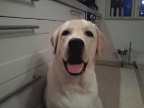 Labrador retriever Zanga - :o hun tager billede af mig,så må jeg hellere gøre mig lækker billede 4