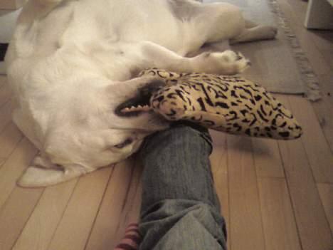 Labrador retriever Zanga - Jeg vil leges med, og nusses på samme tid! billede 5