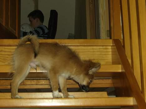 Blanding af racer Bjørn Mor/Svigermors HUND billede 2