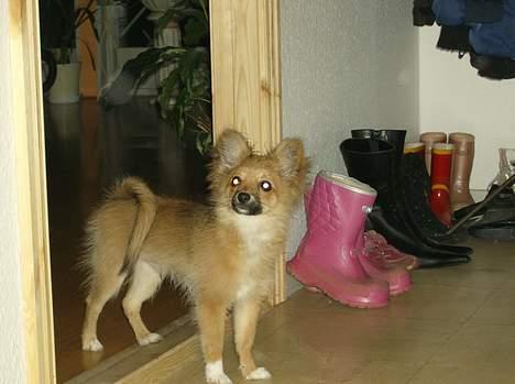 Blanding af racer Bjørn Mor/Svigermors HUND billede 3