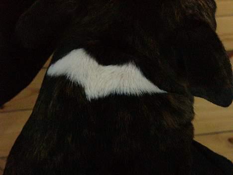 Staffordshire bull terrier Batman * R.I.P *  16/2-07 - Grunden til hans fine navn! billede 6