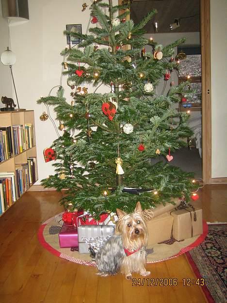 Australian silky terrier Olivia - Olivia passede på gaverne... billede 10