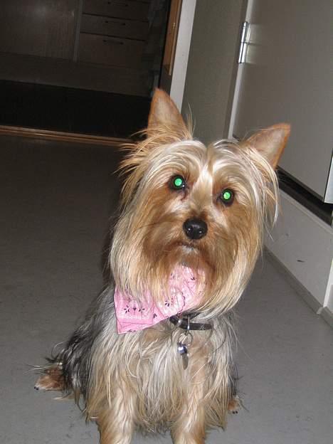 Australian silky terrier Olivia - På med bandamaen... billede 11