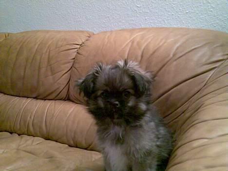 Pekingeser Kaiser billede 5