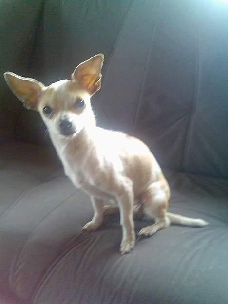 Newfoundlænder Bongo...... R.I.P - ja jeg har store øre billede 13