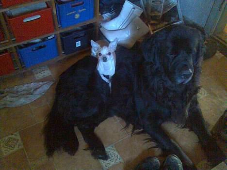 Newfoundlænder Bongo...... R.I.P - passer du på mig billede 14