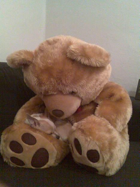 Newfoundlænder Bongo...... R.I.P - her ligger jeg godt billede 15