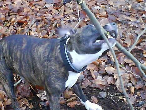 Staffordshire bull terrier Batman * R.I.P *  16/2-07 billede 7
