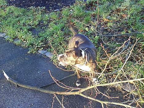 Staffordshire bull terrier Batman * R.I.P *  16/2-07 - Haha.. jeg fik den... billede 8