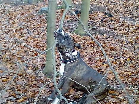 Staffordshire bull terrier Batman * R.I.P *  16/2-07 billede 9