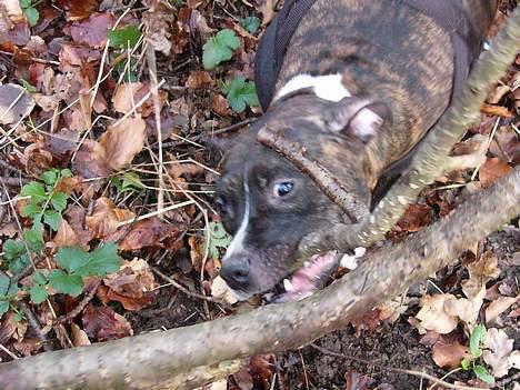 Staffordshire bull terrier Batman * R.I.P *  16/2-07 billede 10