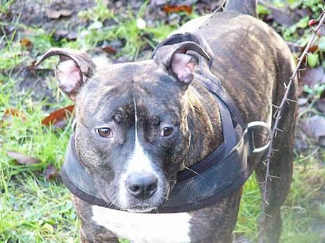 Staffordshire bull terrier Batman * R.I.P *  16/2-07 billede 11