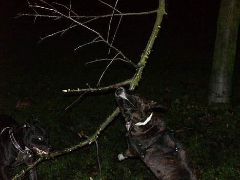 Staffordshire bull terrier Batman * R.I.P *  16/2-07 billede 12