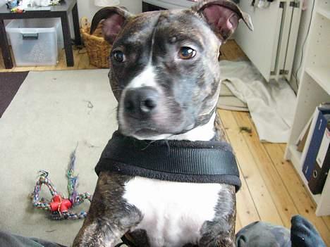 Staffordshire bull terrier Batman * R.I.P *  16/2-07 - Se mor er jeg ikk fin? billede 13