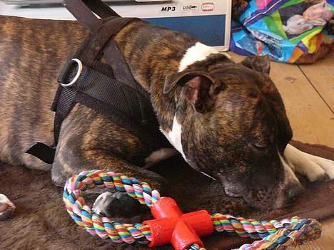 Staffordshire bull terrier Batman * R.I.P *  16/2-07 billede 14