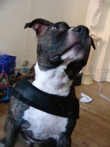 Staffordshire bull terrier Batman * R.I.P *  16/2-07 billede 15