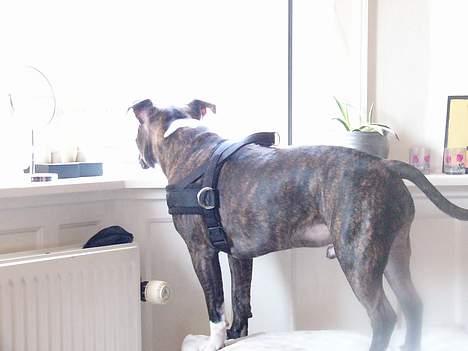 Staffordshire bull terrier Batman * R.I.P *  16/2-07 - Dejligt med frisk luft i vinduet billede 16