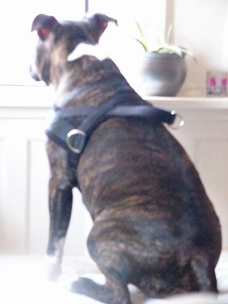 Staffordshire bull terrier Batman * R.I.P *  16/2-07 - Så kan man sidde og holde øje med det hele billede 17