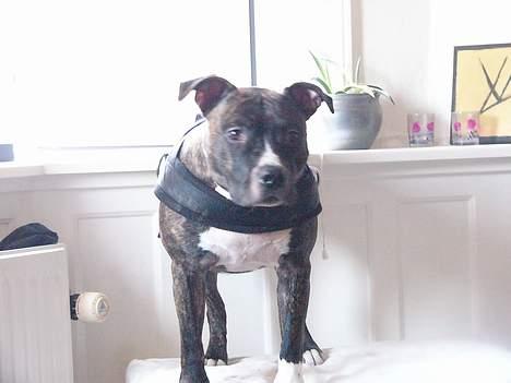 Staffordshire bull terrier Batman * R.I.P *  16/2-07 billede 18