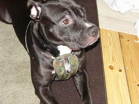 Amerikansk staffordshire terrier zinko #R.I.P# - zinko billede 3