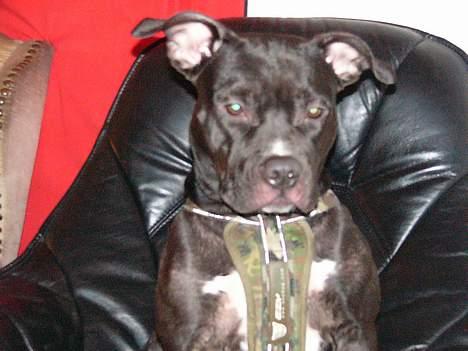 Amerikansk staffordshire terrier zinko #R.I.P# billede 4