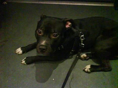 Amerikansk staffordshire terrier zinko #R.I.P# - Tog turen hjem, da vi lige hade hentet hende. billede 5