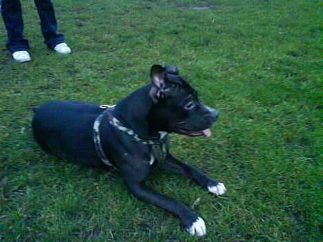 Amerikansk staffordshire terrier zinko #R.I.P# - Zinko`s første tur i parken med sin nye sele billede 6