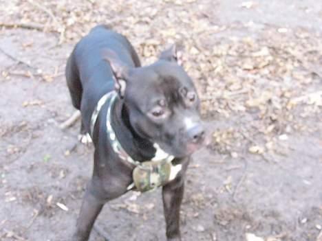 Amerikansk staffordshire terrier zinko #R.I.P# billede 7